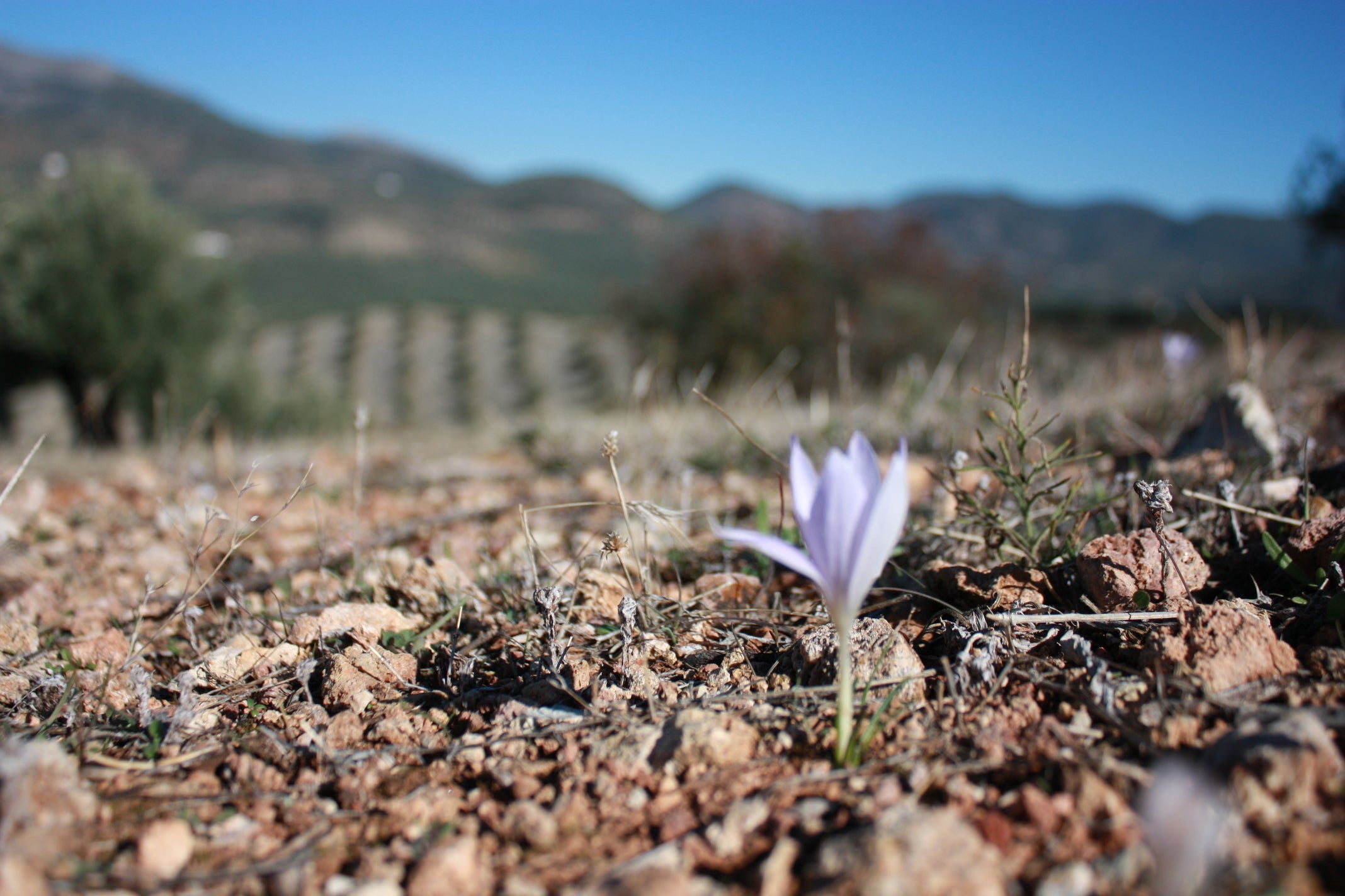 Diversity of species as part of regenerative agriculture