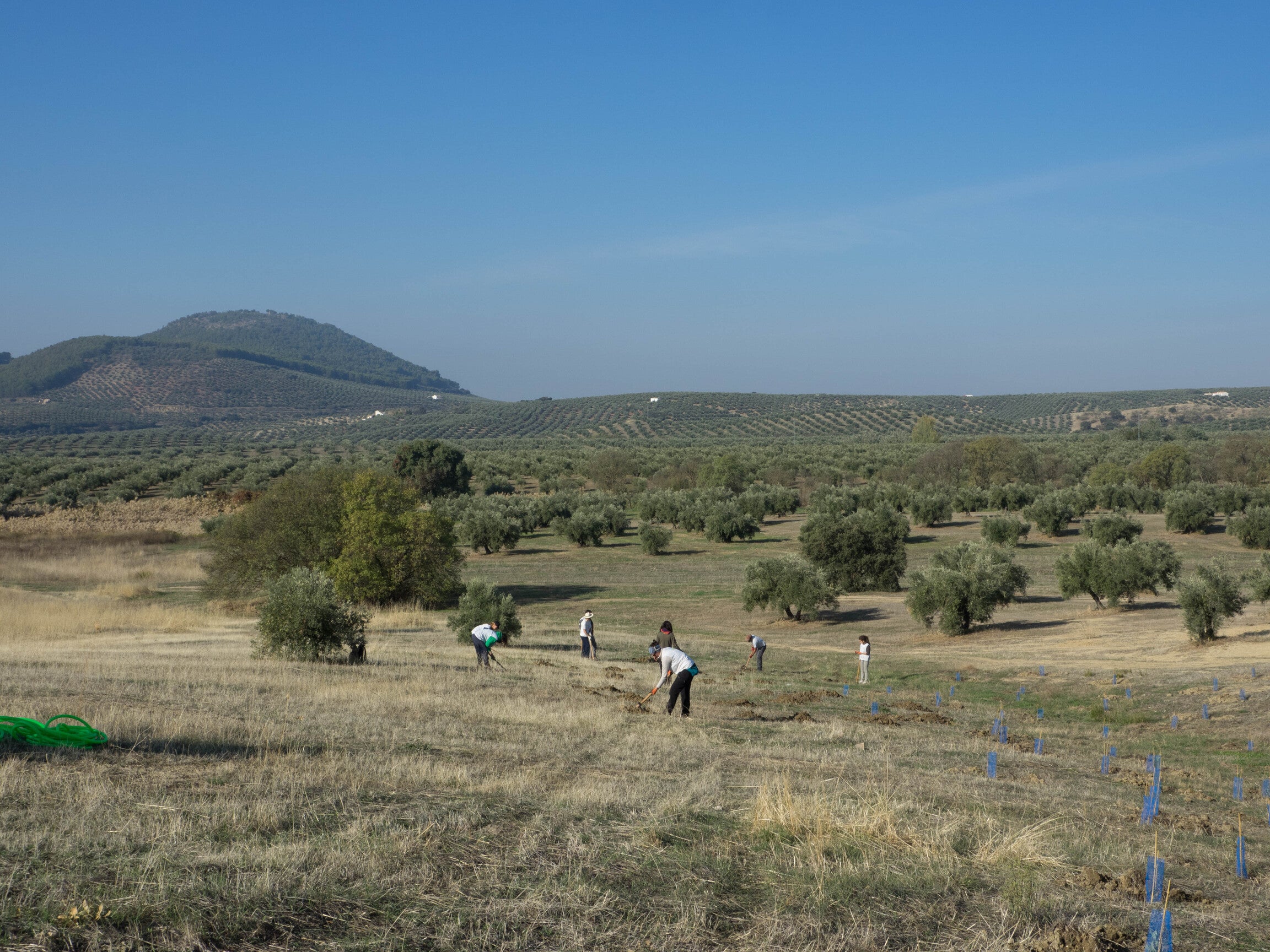 Soler Romero regenerative agriculture